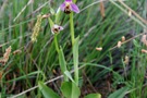 Ophrys apifera